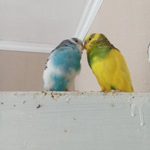 Волнистый попугай мальчик