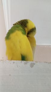 Волнистый попугай мальчик