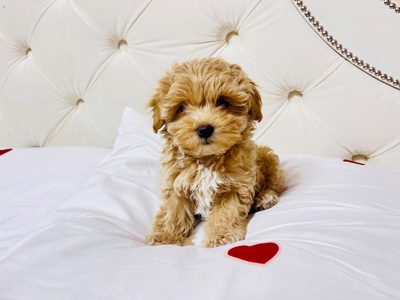 Цуценята Мальтіпу в пошуку сімʼї