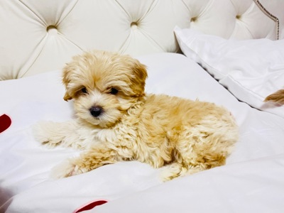 Цуценята Мальтіпу в пошуку сімʼї