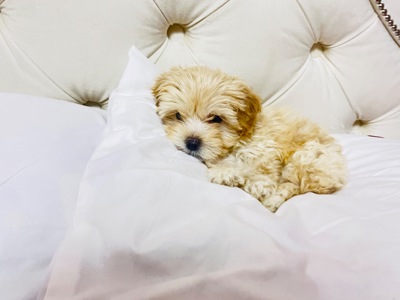 Цуценята Мальтіпу в пошуку сімʼї