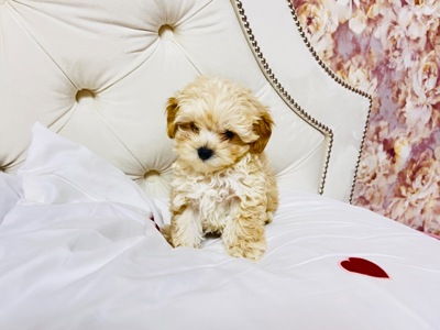 Цуценята Мальтіпу в пошуку сімʼї