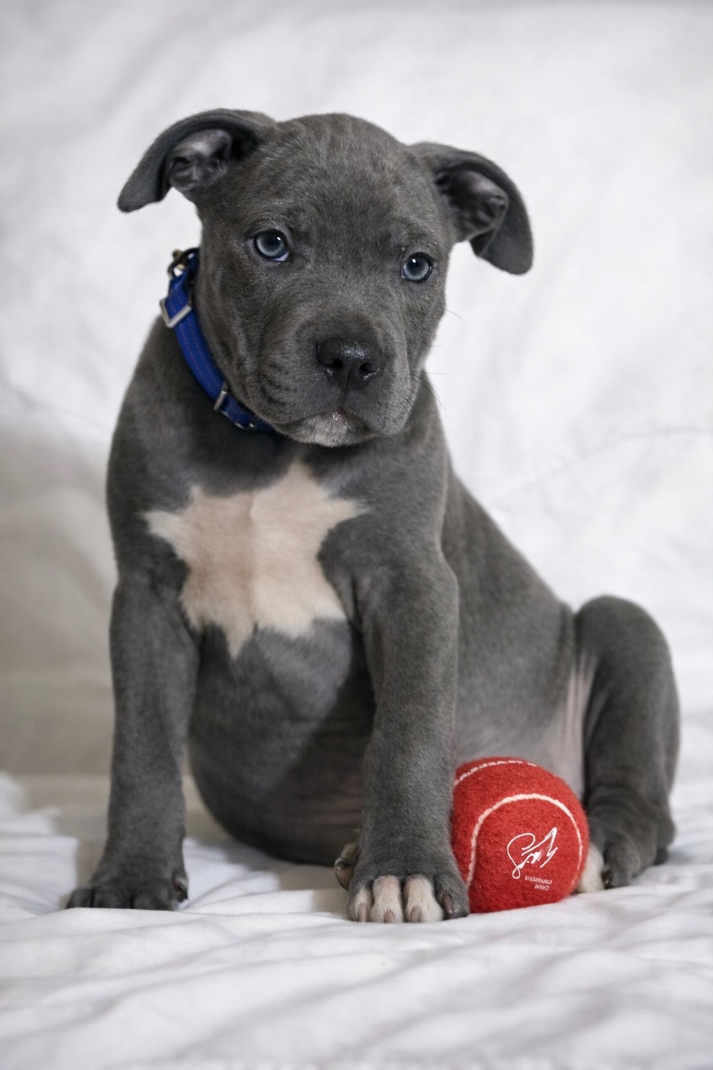 Хлопчик американські буллі