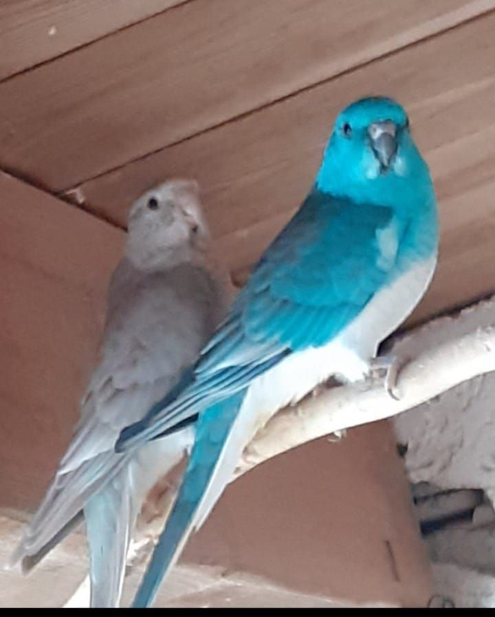 Новинка в Украине Певчие попугаи самцы и самки молодые