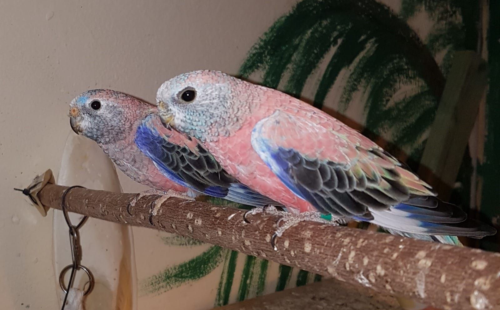 Новинка в Украине Певчие попугаи самцы и самки молодые