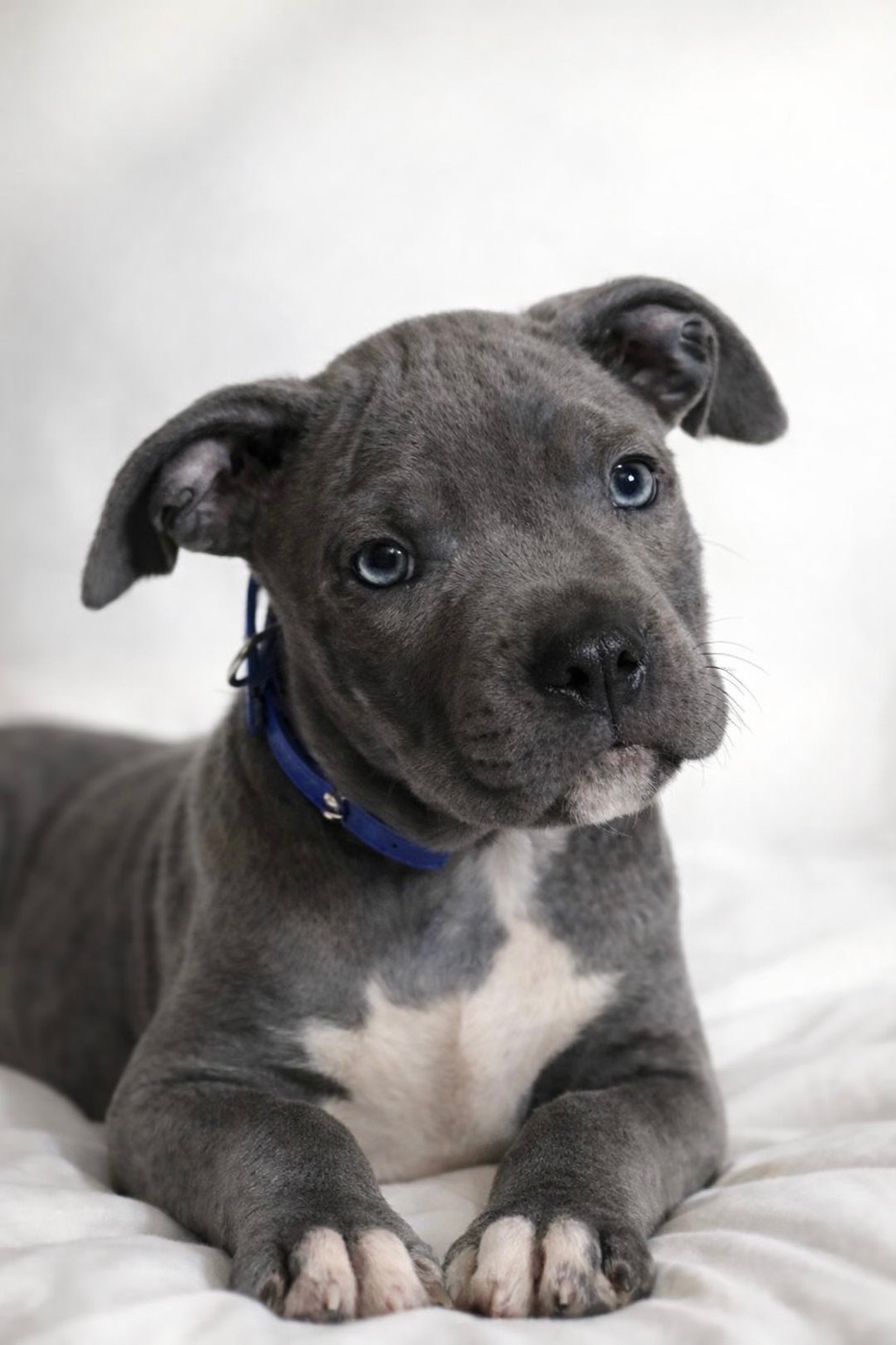 Хлопчик американські буллі