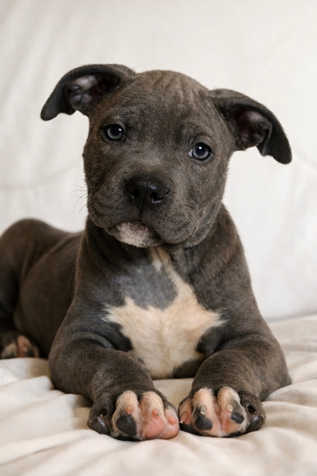 Хлопчик американські буллі