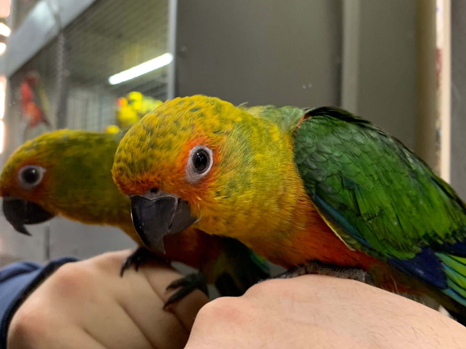 Аратинга птенцы ручные выкормыши 2 месяца