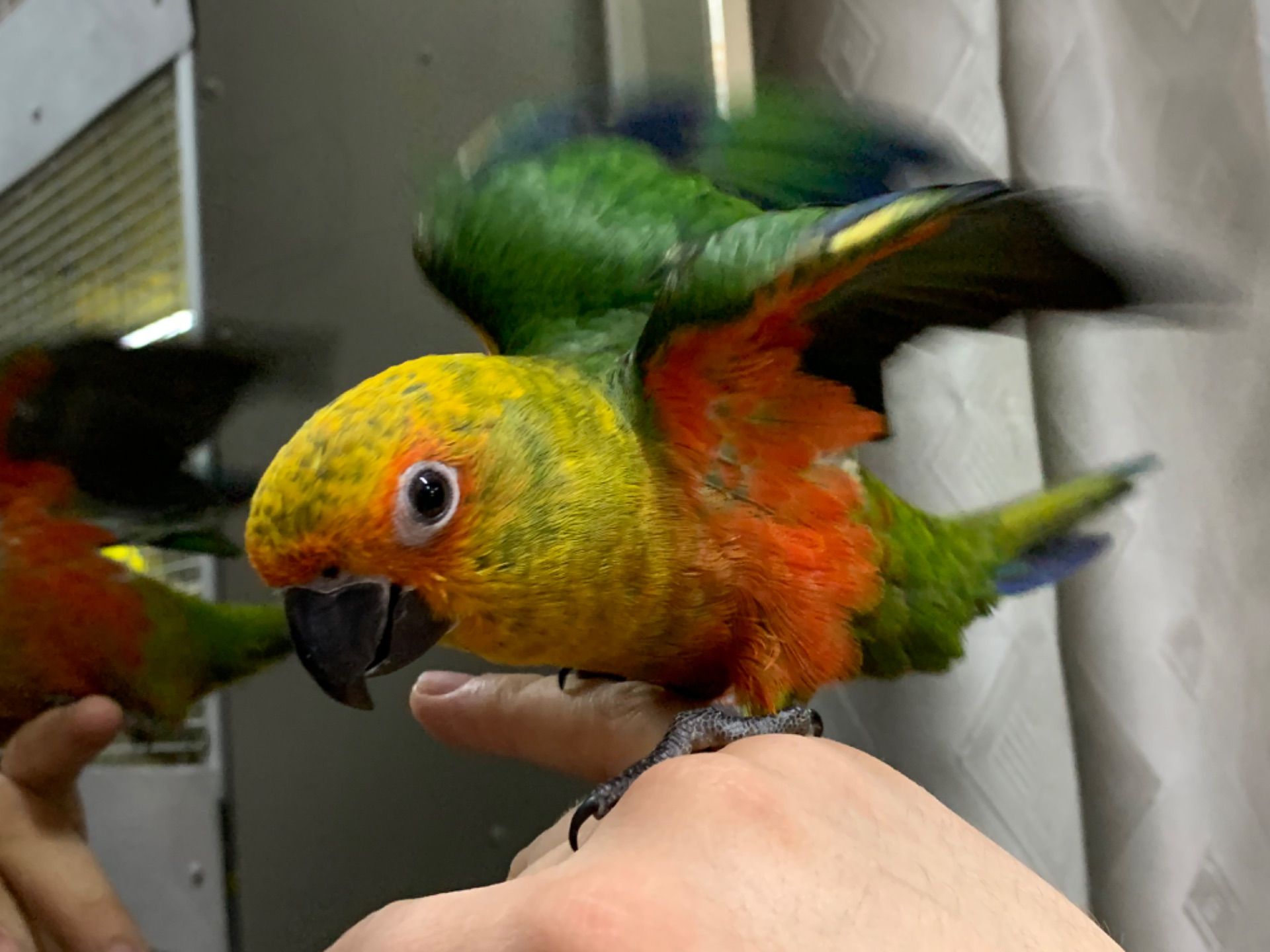 Аратинга птенцы ручные выкормыши 2 месяца