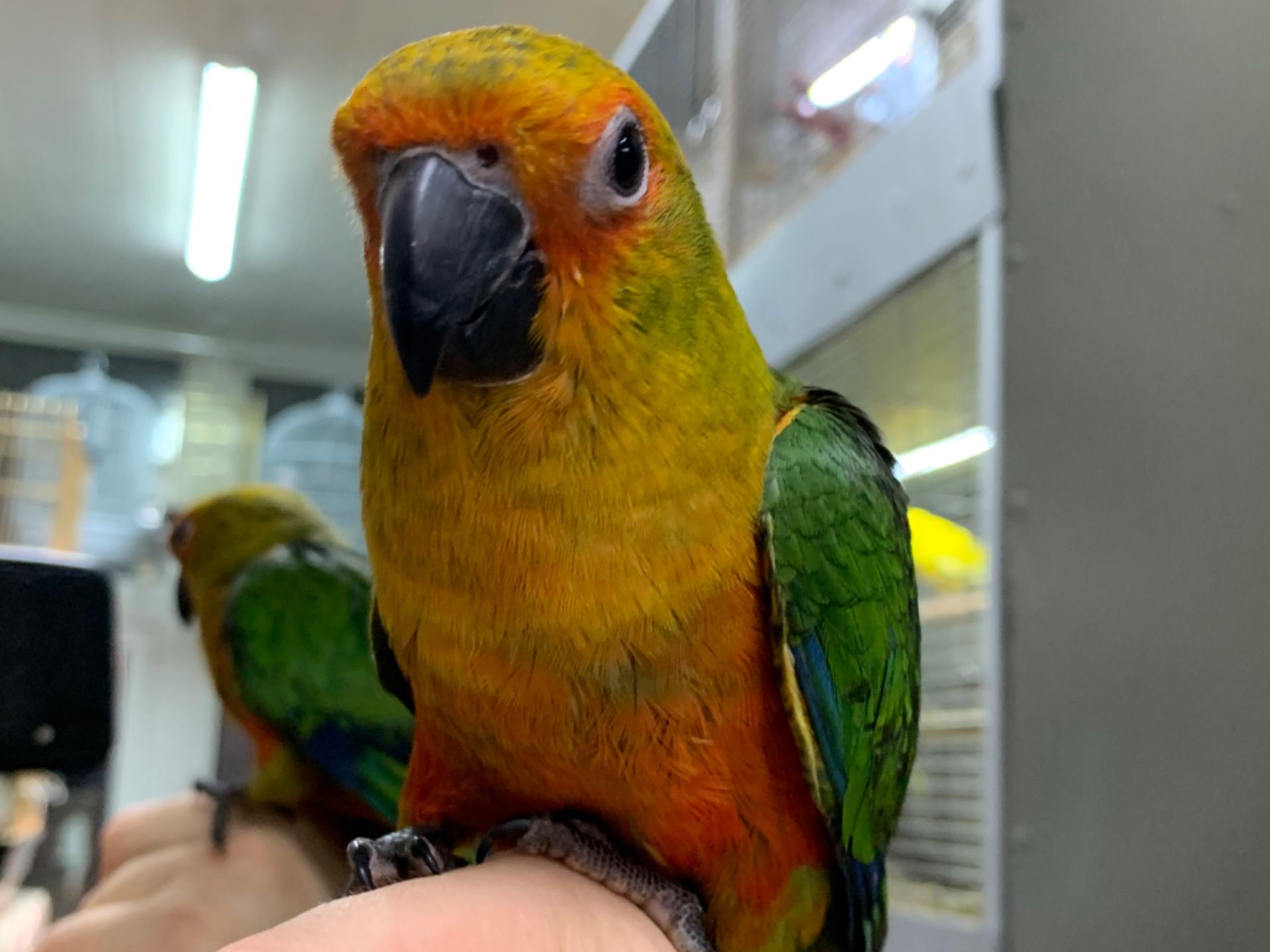 Аратинга птенцы ручные выкормыши 2 месяца