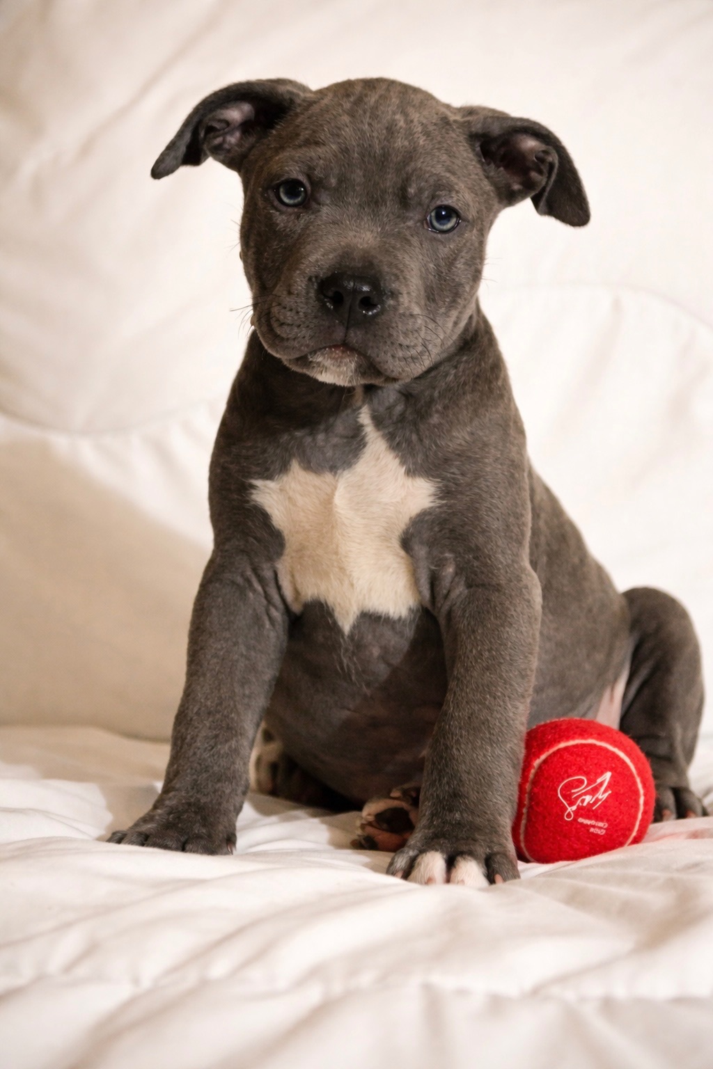 Хлопчик американські буллі