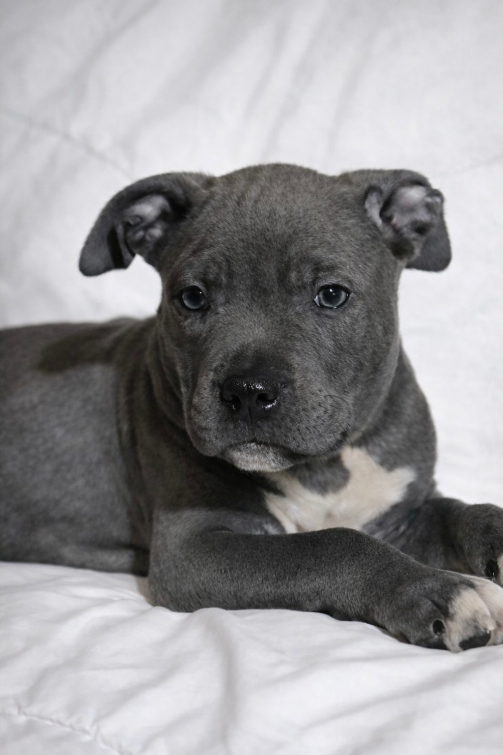 Хлопчик американські буллі