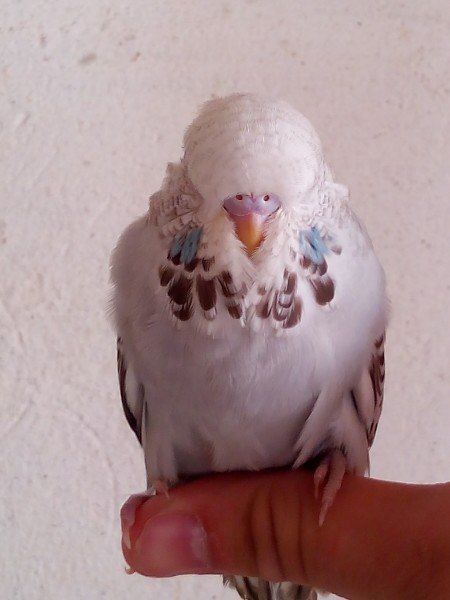 Чехи Выставочные волнистые птенцы