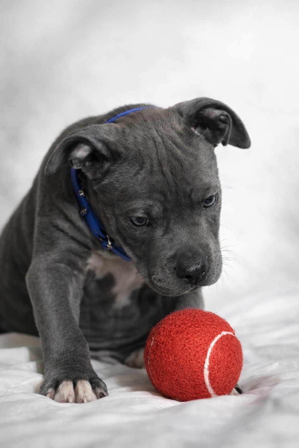 Хлопчик американські буллі