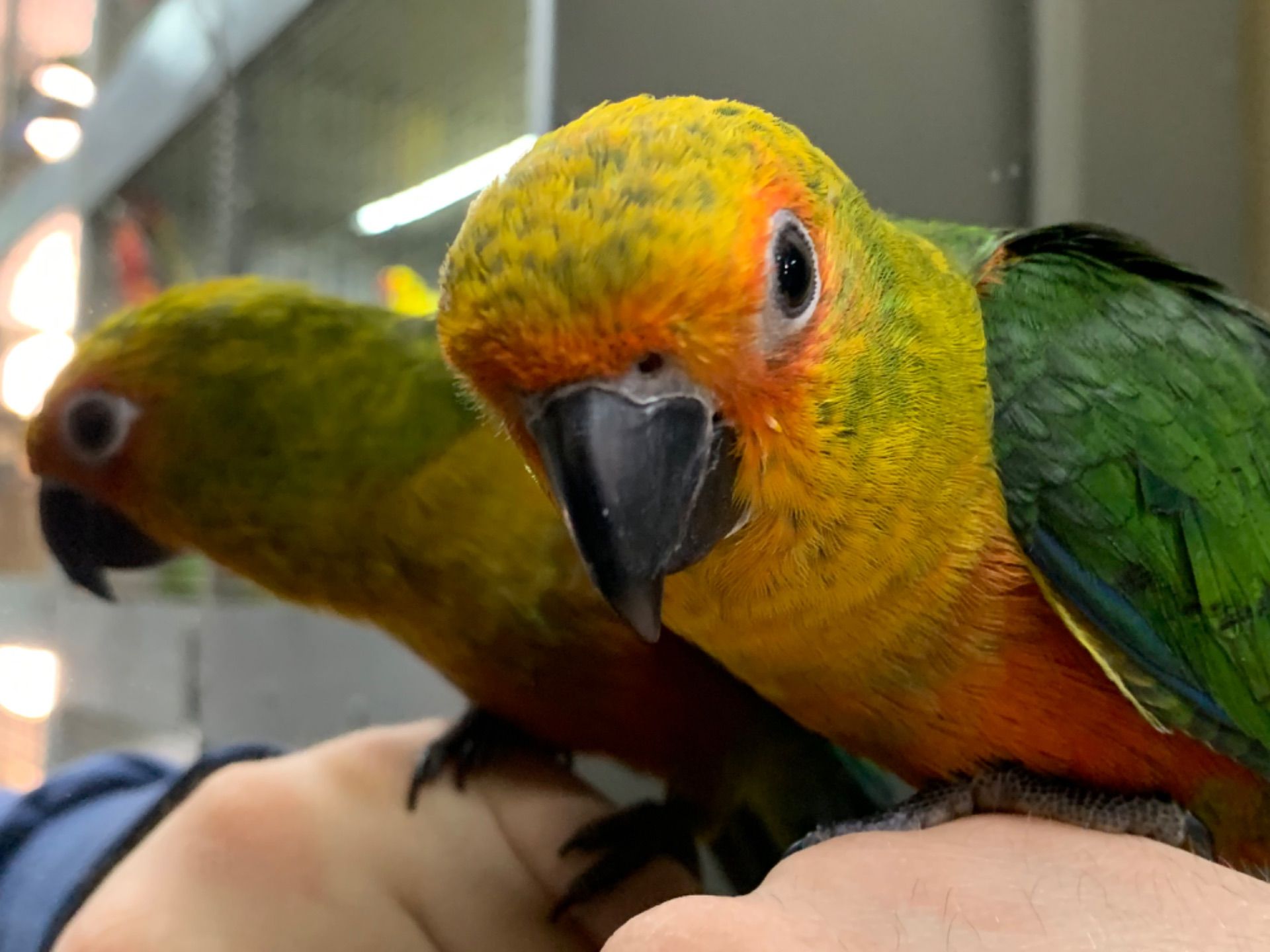 Аратинга птенцы ручные выкормыши 2 месяца