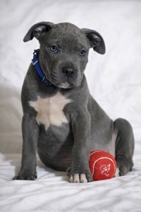 Хлопчик американські буллі