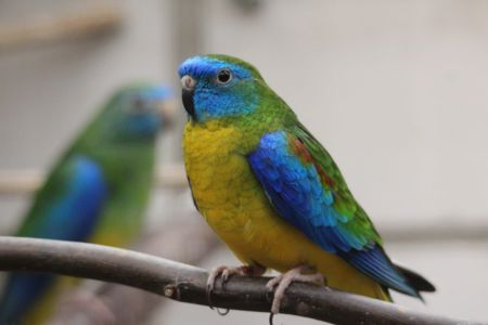 Новинка в Украине Певчие попугаи самцы и самки молодые