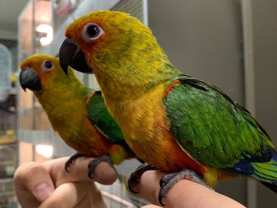 Аратинга птенцы ручные выкормыши 2 месяца