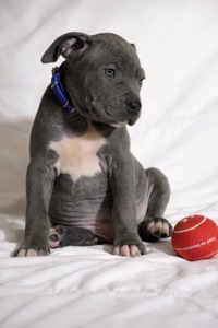 Хлопчик американські буллі