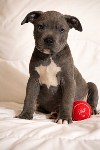 Хлопчик американські буллі