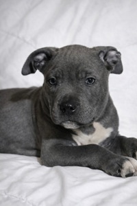 Хлопчик американські буллі