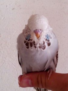 Чехи Выставочные волнистые птенцы