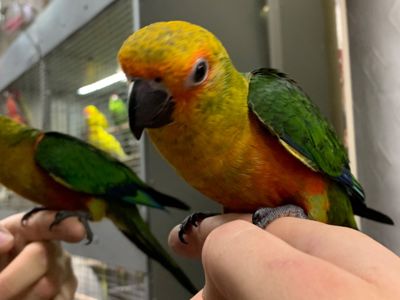 Аратинга птенцы ручные выкормыши 2 месяца