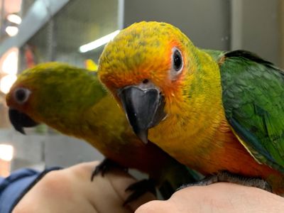 Аратинга птенцы ручные выкормыши 2 месяца