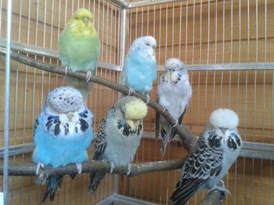 Чехи Выставочные волнистые птенцы