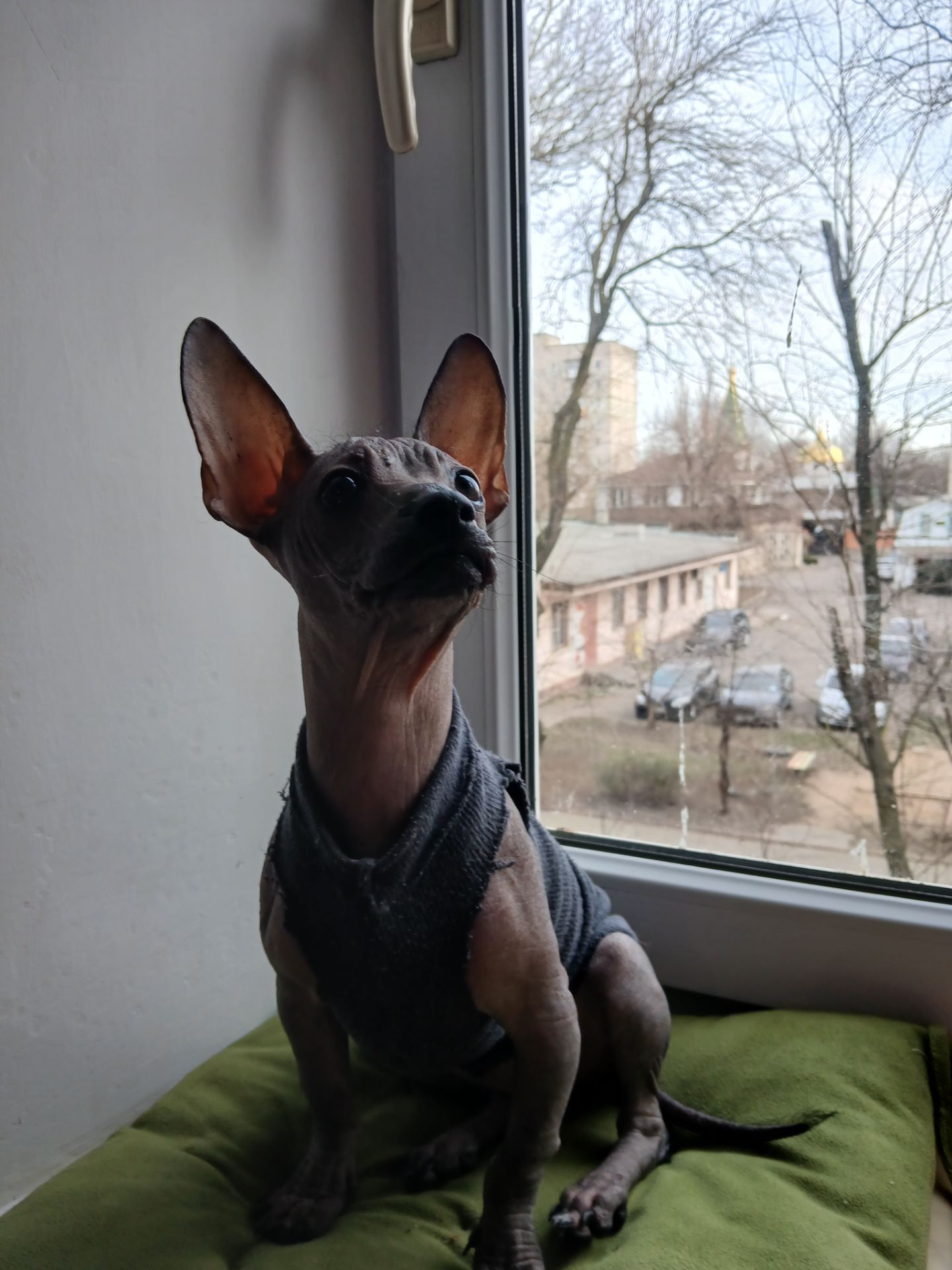 Щенок мексиканской голой ( ксолоитцкуинтли)