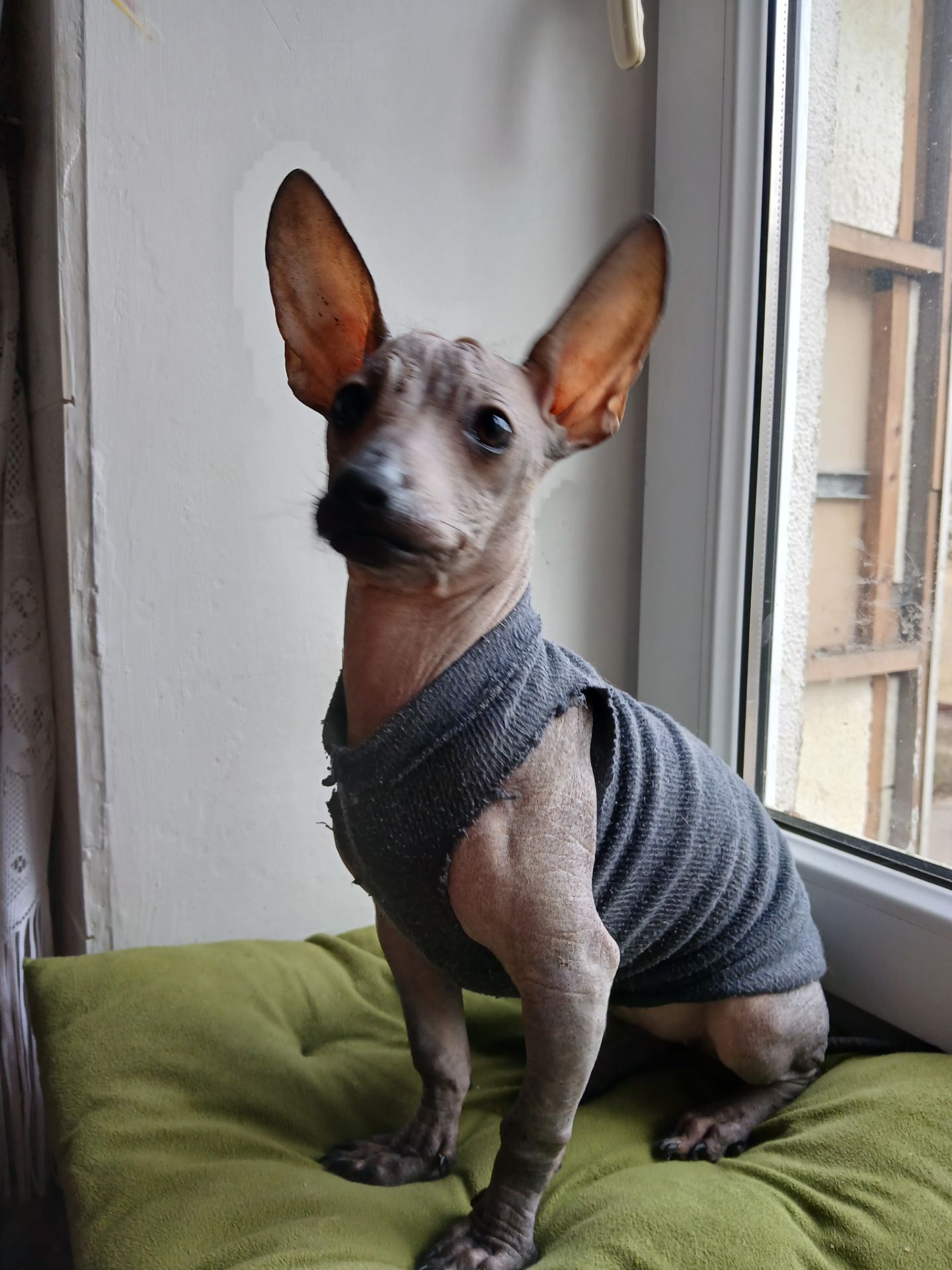 Щенок мексиканской голой ( ксолоитцкуинтли)