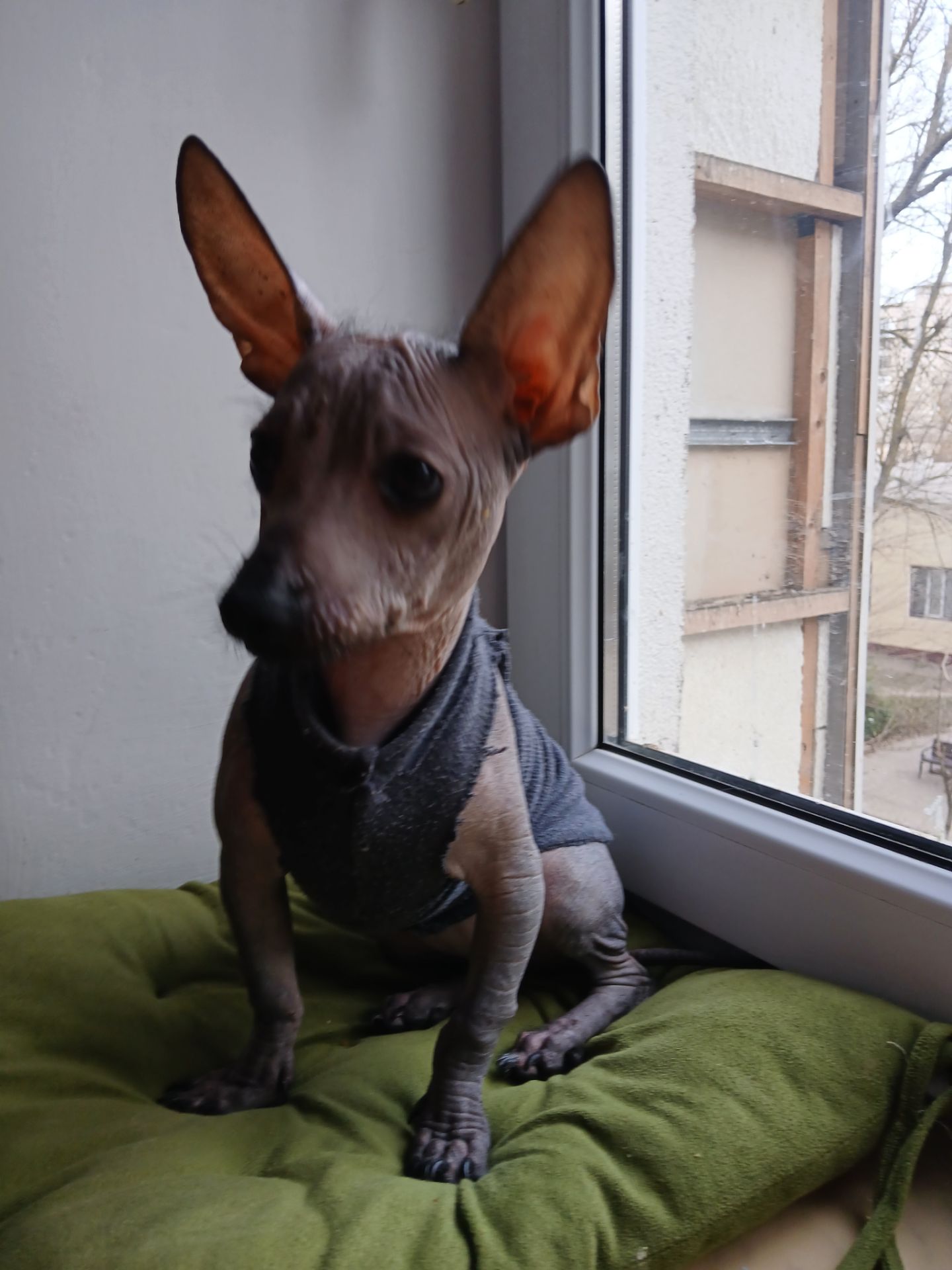 Щенок мексиканской голой ( ксолоитцкуинтли)