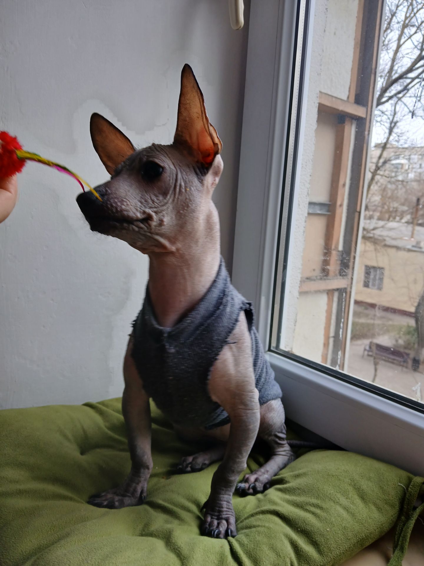 Щенок мексиканской голой ( ксолоитцкуинтли)