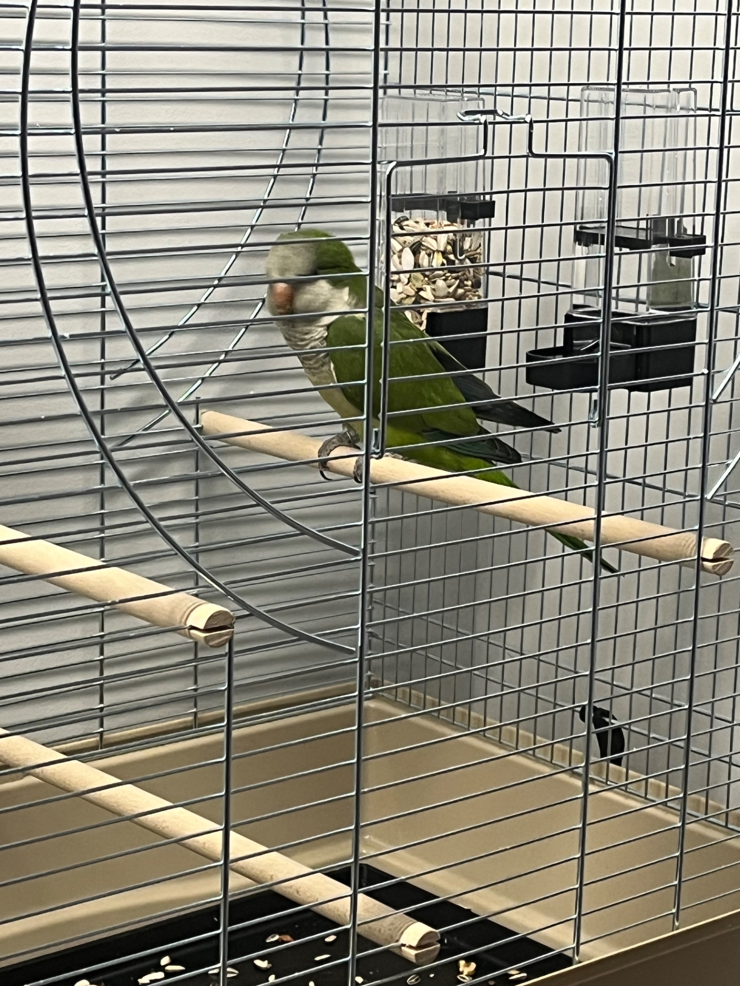 Калита монах квакер