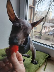 Щенок мексиканской голой ( ксолоитцкуинтли)