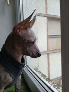 Щенок мексиканской голой ( ксолоитцкуинтли)