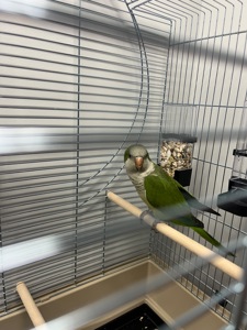 Калита монах квакер