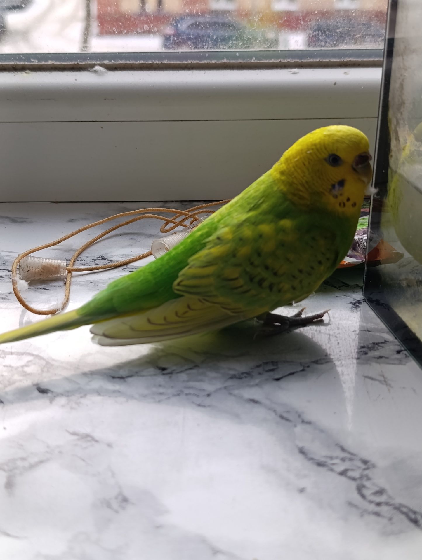 Продам хвилястого папугу з кліткою
