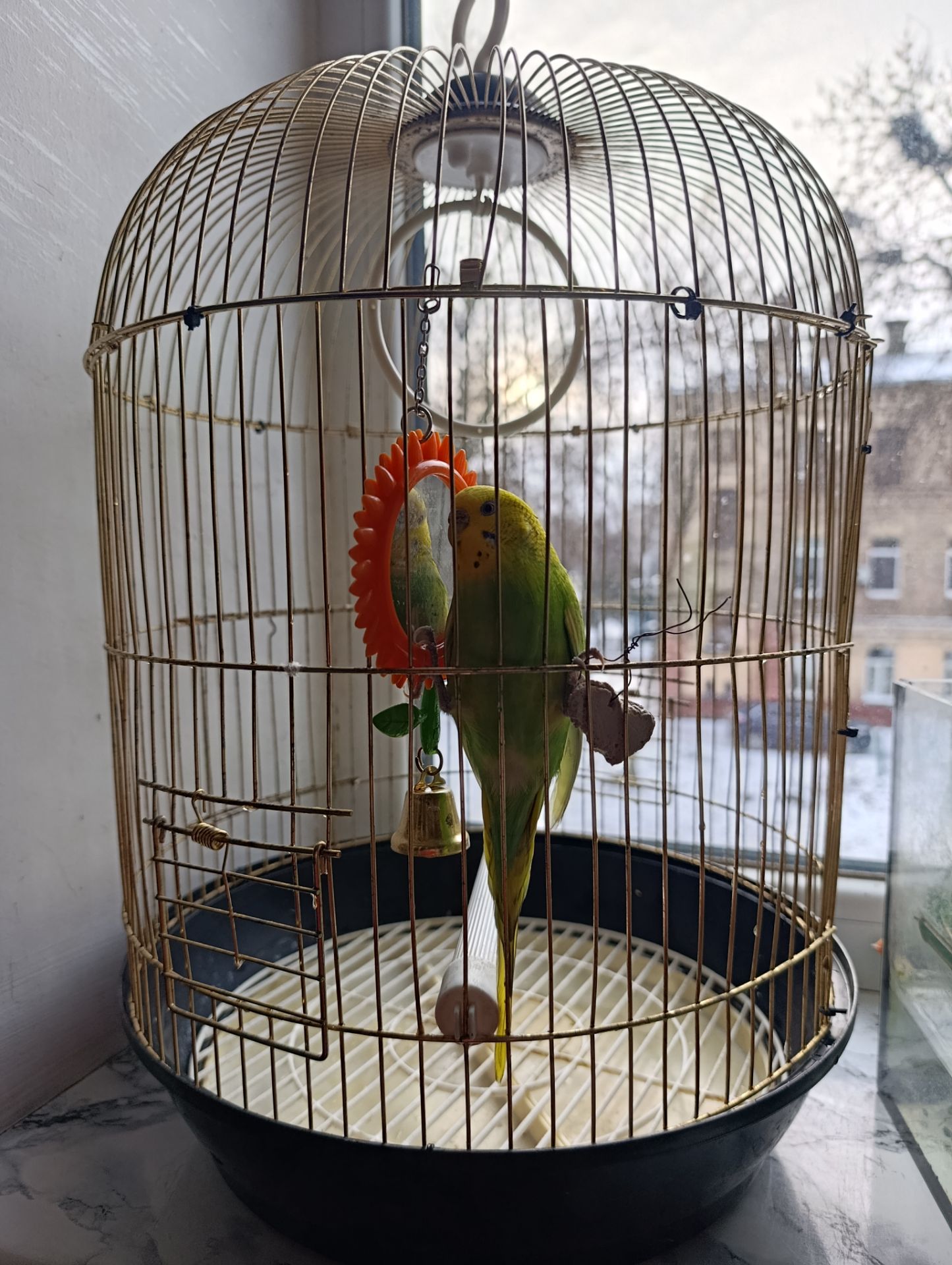 Продам хвилястого папугу з кліткою