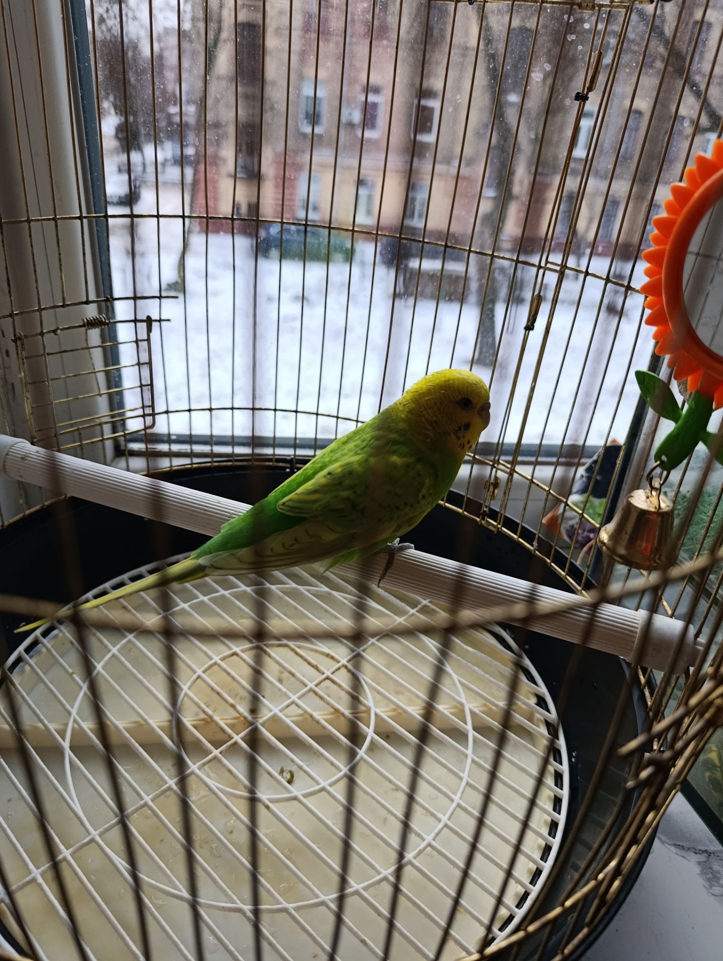 Продам хвилястого папугу з кліткою