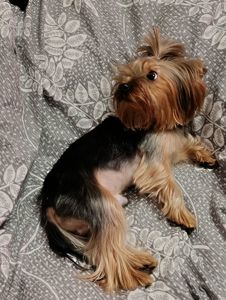 Хлопчик шукає дівчинку