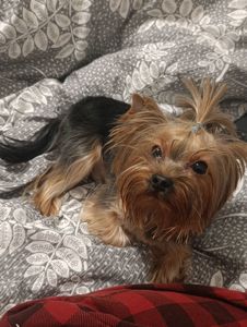 Хлопчик шукає дівчинку