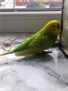 Продам хвилястого папугу з кліткою