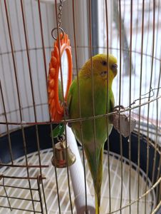 Продам хвилястого папугу з кліткою