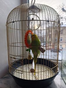 Продам хвилястого папугу з кліткою