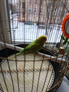 Продам хвилястого папугу з кліткою