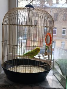 Продам хвилястого папугу з кліткою