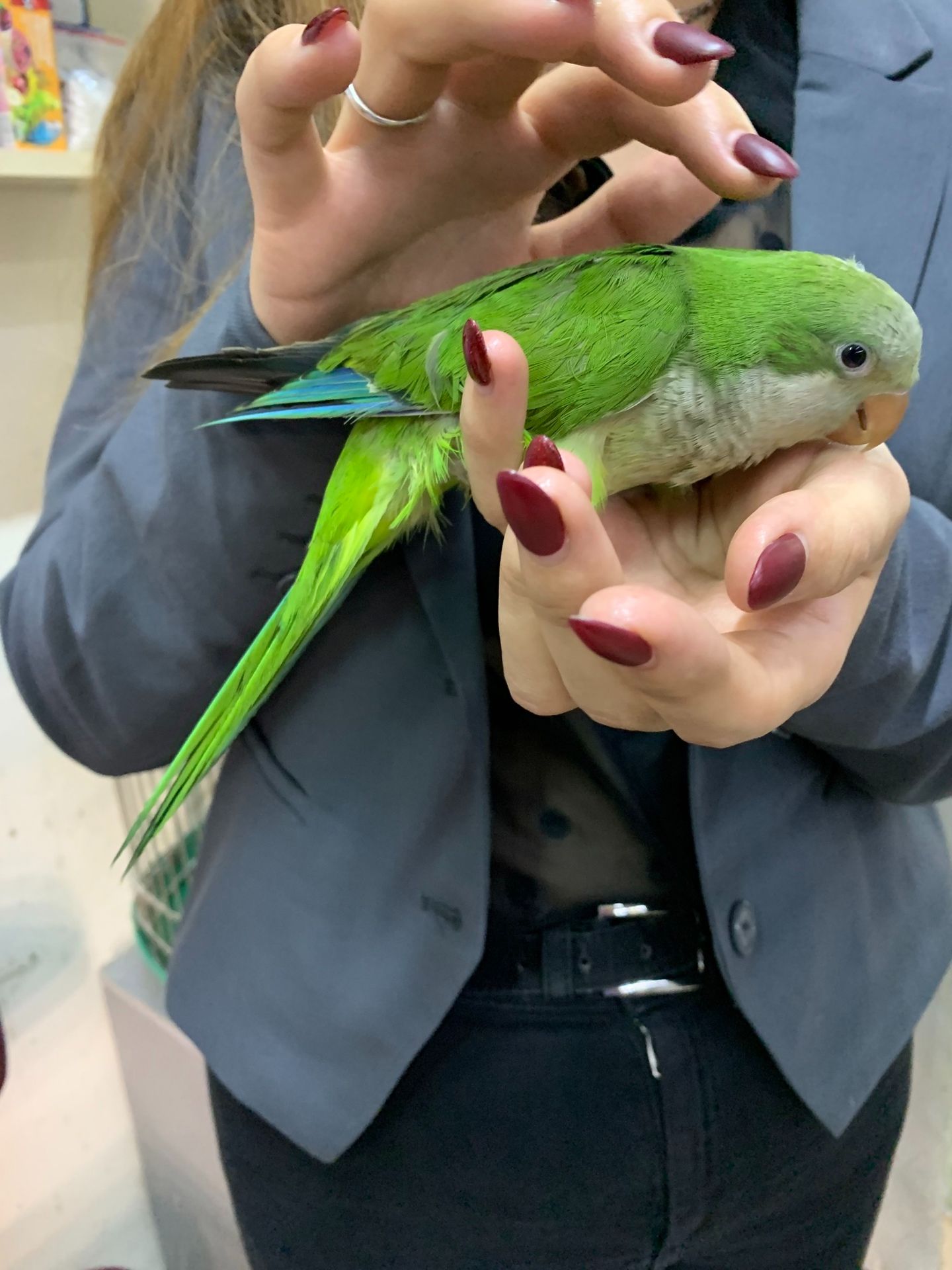 Монах а ще його ж називають Квакер. в нас молоді пташки