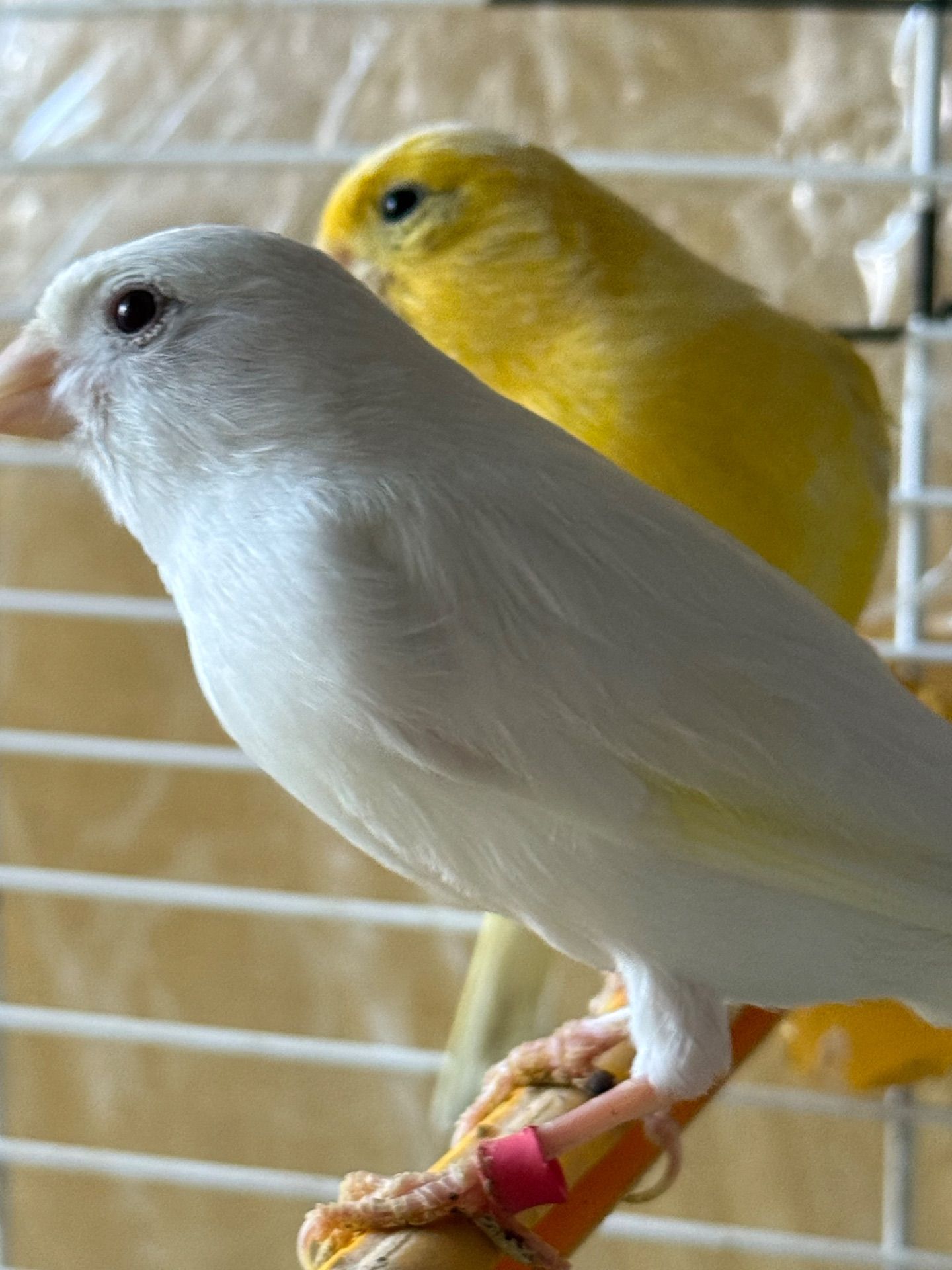 Гарно співаючі канарки на голосі