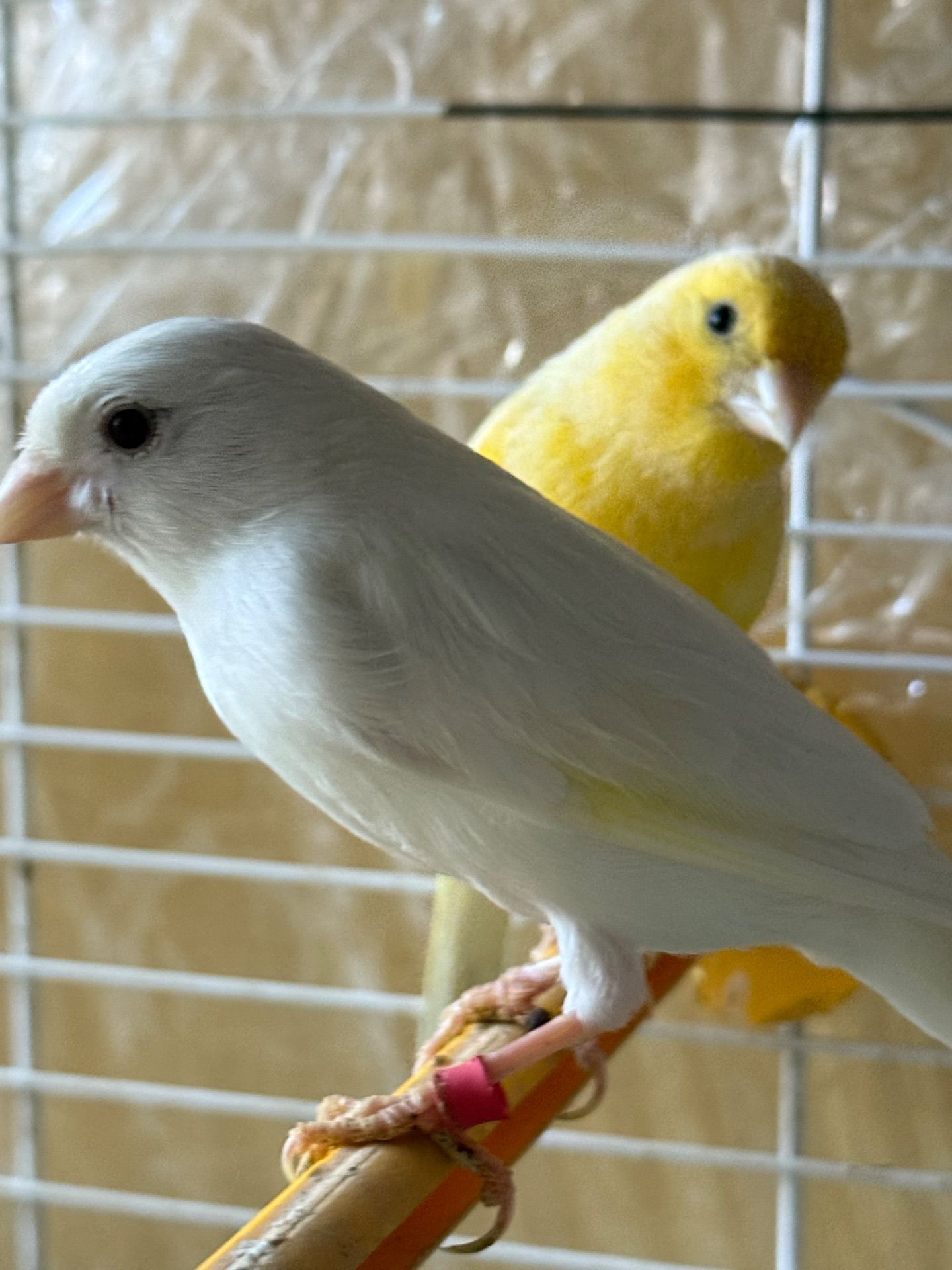 Гарно співаючі канарки на голосі